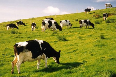 Nhà đất ế ẩm, hàng tiêu dùng kiếm bộn tiền